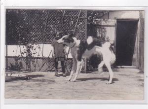 St-CYPRIEN : carte photo chenil du domaine des capeillans dressage chiens dom...