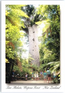 VINTAGE CONTINENTAL SIZE POSTCARD LANE MAHUTA WAIPOUA FOREST NEW ZEALAND