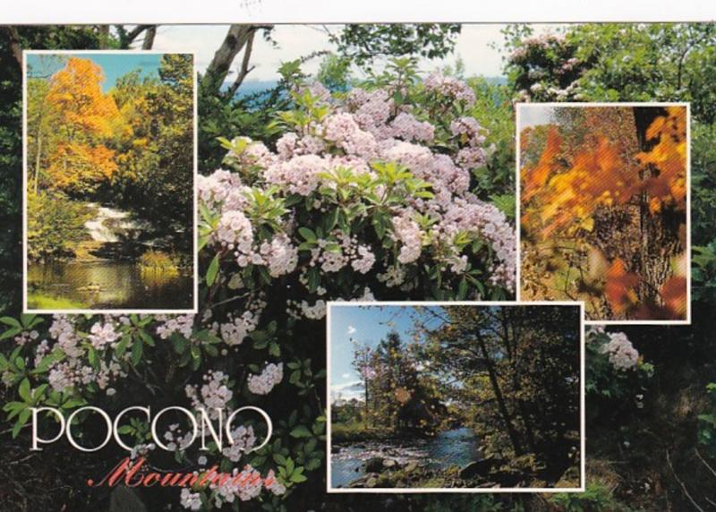 Pennsylvania Pocono Mountain Wildflowers 1997