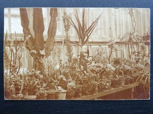 Cambridge 15 Pauton Street CONSERVATORY of SUCCULENT PLANTS c1905 RP Postcard