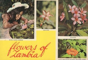 Munda Wanga Gardens Flowers Of Zambia Butterfly Postcard