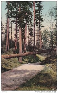 Kids Playing on Fallen Tree, Natural Park, Seattle, Washington, 1900-10s