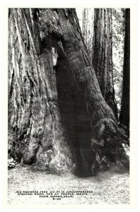 Redwood Tree Muir Woods Standing Room for 27 People RPPC Postcard