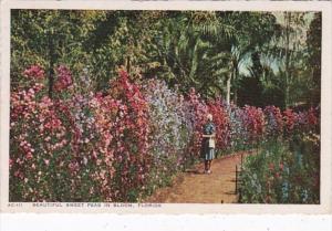 Florida Beautiful Sweet Peas In Bloom