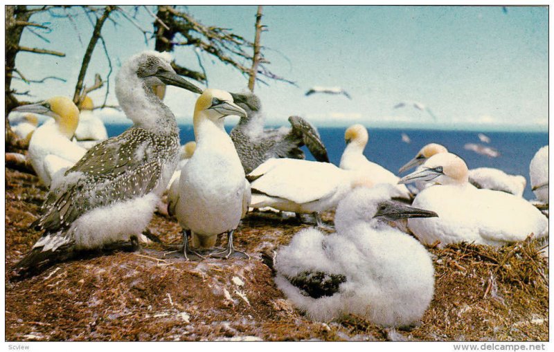 Thousands of Gannets nests, Bona-ventuere Island, Perce, Quebec, Canada, PU-1975