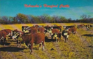 Nebraska Nebraskas Heneford Cattle