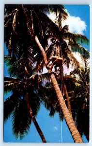 Coconut Tree TRINIDAD & Tobago Postcard