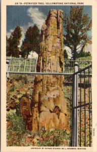 Postcard Yellowstone -  Petrified Tree