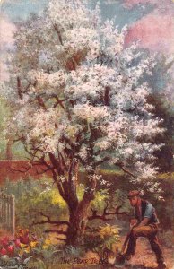 Pear Tree Harry Payne Artist Signed Spring Blossoms Series Tuck postcard