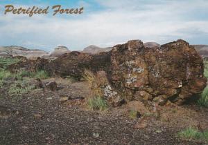 Arizona Petrified Forest Old Faithful Log