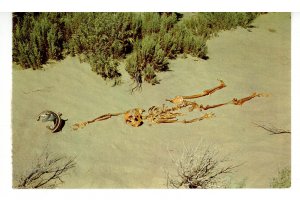 NV - Perils of the Desert, Skeletal Remains