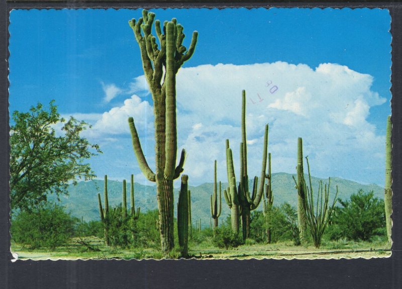 Saguaro Cactus BIN