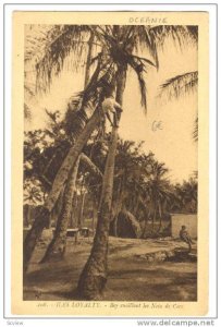 Loyalty Islands, New Caledonia , 00-10s ; Boy cueillant les Noix de Coco