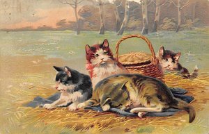 Cat Cats, Kitten 1909 