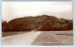 RPPC Banian Tree Botanical Garden CALCUTTA Kolkata India Real Photo Postcard