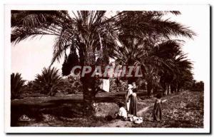 Old Postcard Algeria Picking Dates
