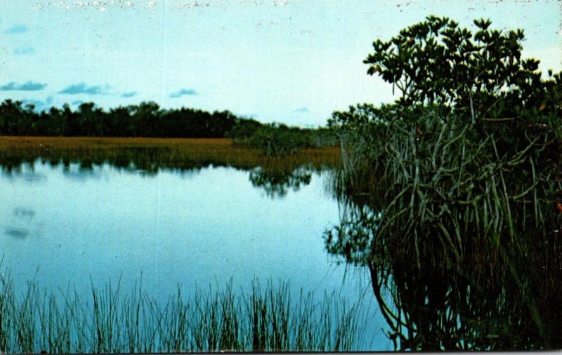 Florida Everglades National Park Pond Scene