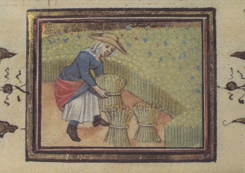 Harvesting Reeds Farming Flemish Belgium Medieval Book Postcard