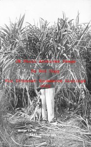 FL, Port Richey, Florida, RPPC, Sugar Cane Farm, Man with Shot Gun & Hunting Dog