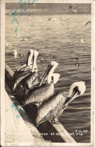 RPPC Key West FL, Pelicans, Birds, Animals at Dock 1954 Florida