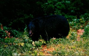 Great Smoky Mountains National Park Native Black Bear