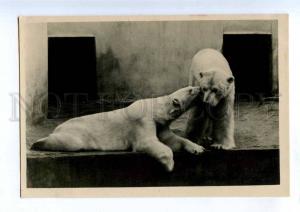 199470 RUSSIA Leningrad ZOO Polar bear old postcard
