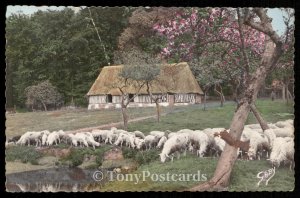 La Normandie - Moutons au Pacage