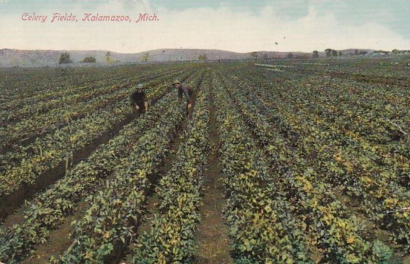 Michigan Kalamazoo Typical Celery Field 1909