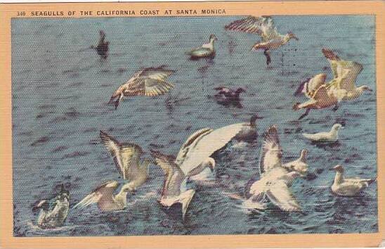 California Los Angeles Seagulls Of The California Coast At Santa Monica 1946