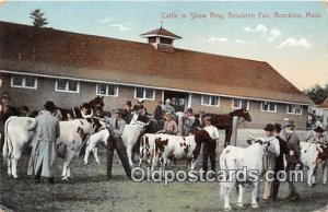 Cattle, Show Ring, Brockton Fair Brockton, Mass, USA Cow Paper on back paper ...