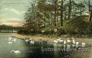 Swans, Jamaica Pond - Jamaica Plain, Massachusetts MA