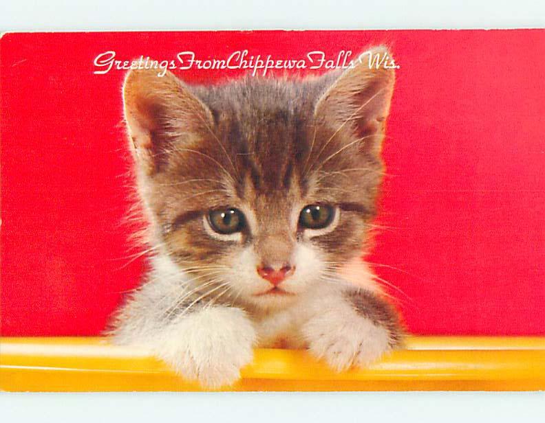 Pre-1980 CUTE LITTLE KITTY CAT ON POSTCARD Chippewa Falls WI t5226