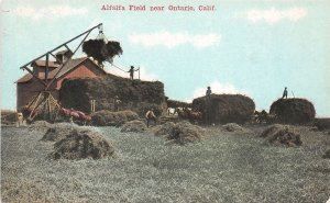 J53/ Ontario California Postcard c1910 Alfalfa Field Farming Workers 116