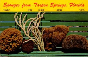 Florida Sponges From Tarpon Springs