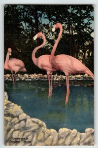 Pink Flamingos Florida Postcard Linen 1951 Wild Animal Ranch St. Petersburg