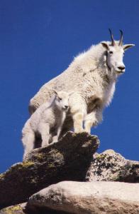 Mountain Goats in Colorado