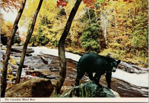 The Canadian Black Bear Vintage Postcard D55 *As Is