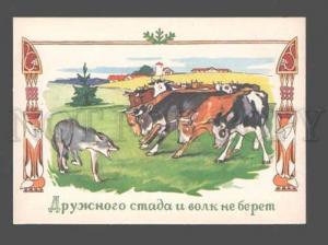 3082740 Hungry WOLF & Herd of COWS old Russian PC