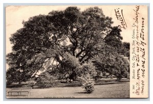 Monster Oak City Park New Orleans Louisiana LA Rotograph UDB Postcard U23