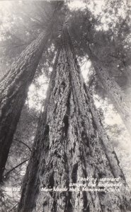 California Muir Woods National Monument Looking Upward Among The Redwoods Rea...