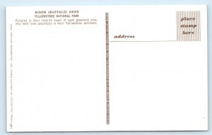 Bison Buffalo Her - Yellowstone National Park Postcard