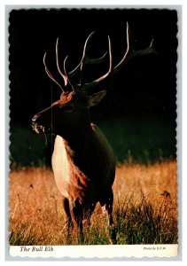 Postcard The Bull Elk Continental View Card 