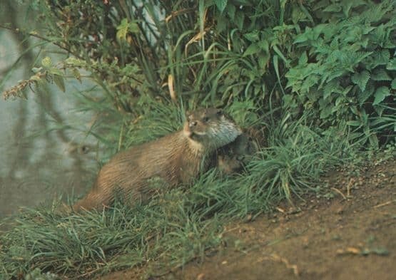 Otter at Suffolk Otter Trust 1970s Bungay Wildlife Park Postcard