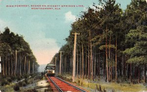 Montgomery Alabama Pickett Springs Line Pine Forest Vintage Postcard AA4703