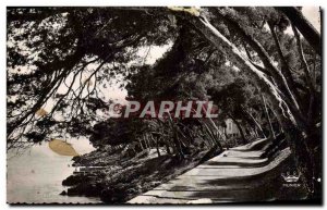 Postcard Moderne Menton Undergrowth in Cap Martin