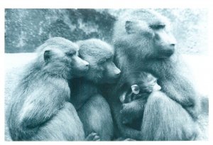 Animals apes monkeys postcard