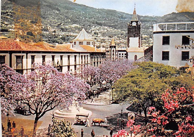 Flowering Jacaranda trees in the centre of the town Madeira Unused 