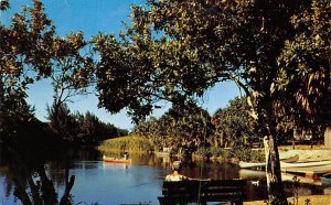 Canoe Pond at the Hugh Taylor Birch State Park  Fort Lauderdale FL