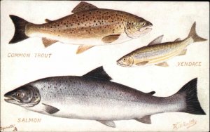 Tuck A/S Wealthy British Freshwater Fish Trout Nature Studies c1910 Postcard