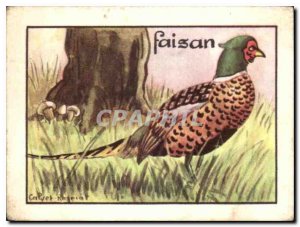 Pheasant bird Image